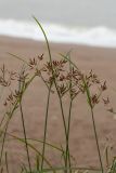 Cyperus longus. Верхушки цветущих растений. Черногория, муниципалитет Будва, пос. Бечичи (Bečići), лужок между набережной и пляжем. 16.10.2014.