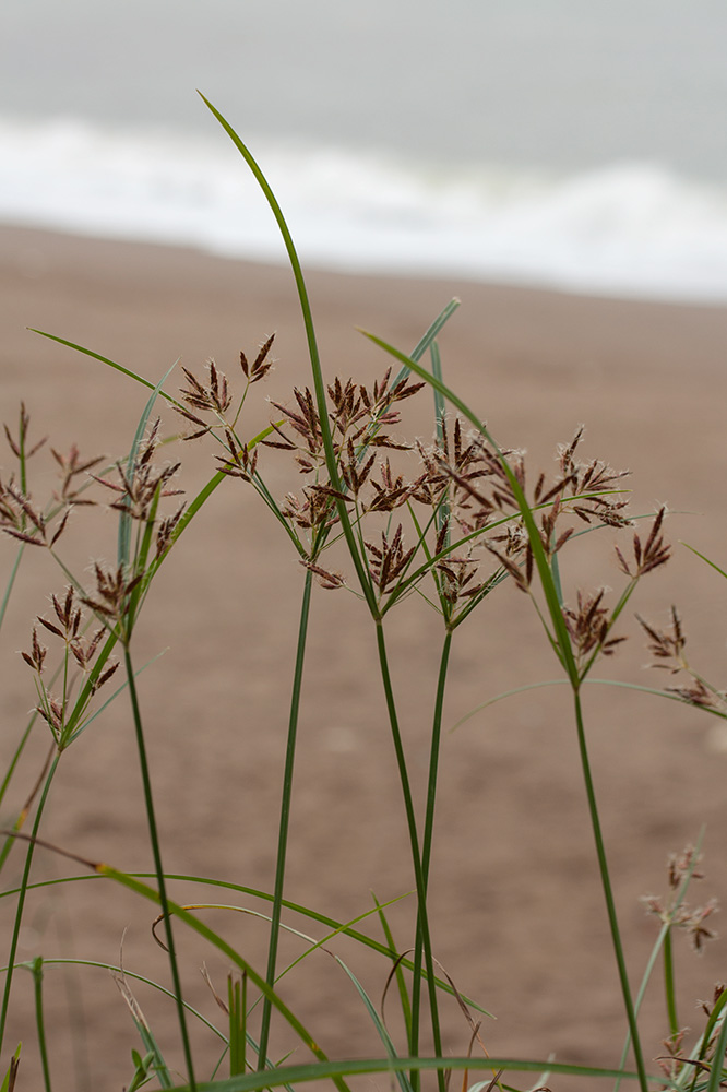 Изображение особи Cyperus longus.