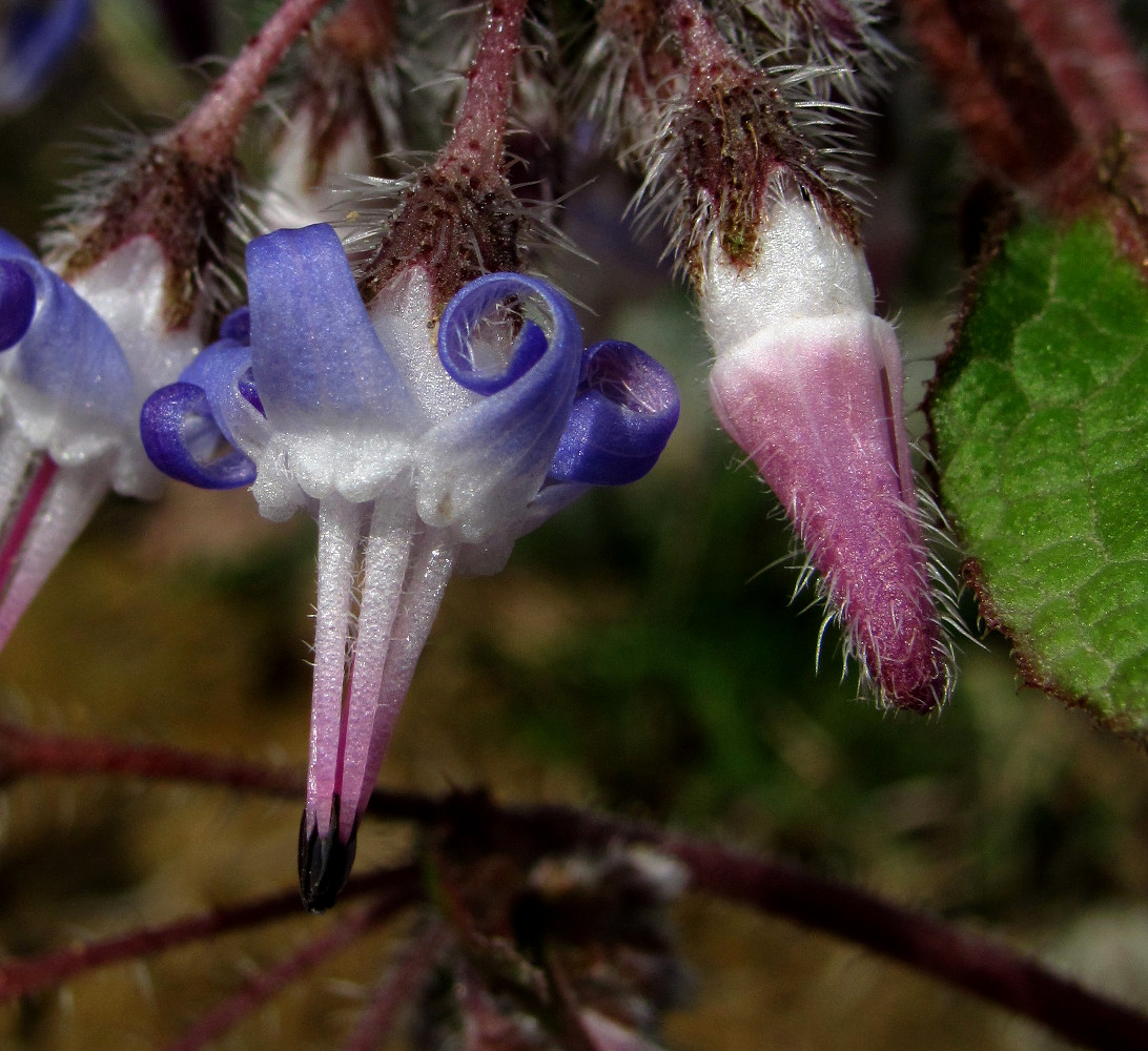 Изображение особи Trachystemon orientalis.