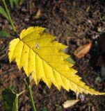 Kerria japonica var. pleniflora