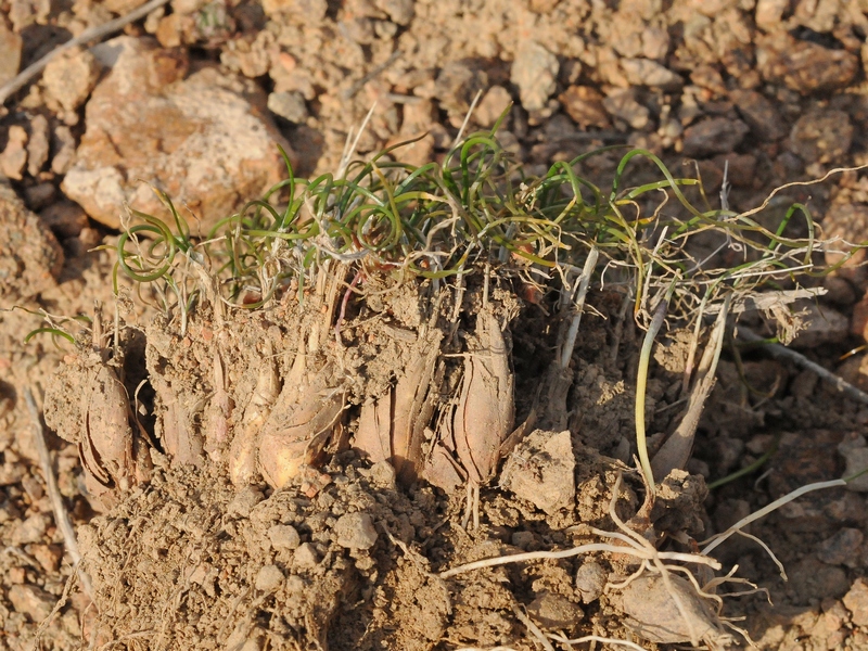 Изображение особи Allium tschulaktavicum.