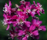 Viscaria vulgaris. Цветки. Московская обл., Раменский р-н, окр. ж.-д. платформы Хрипань, залежь. 13.06.2015.