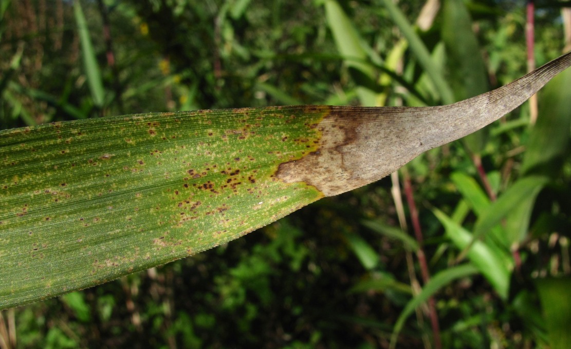 Изображение особи Pseudosasa japonica.