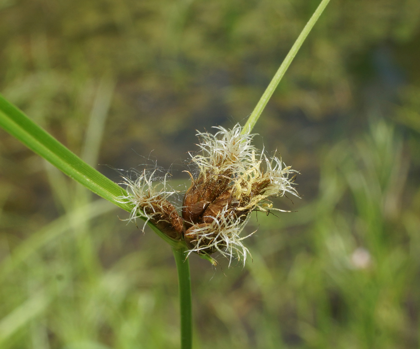 Изображение особи Bolboschoenus planiculmis.