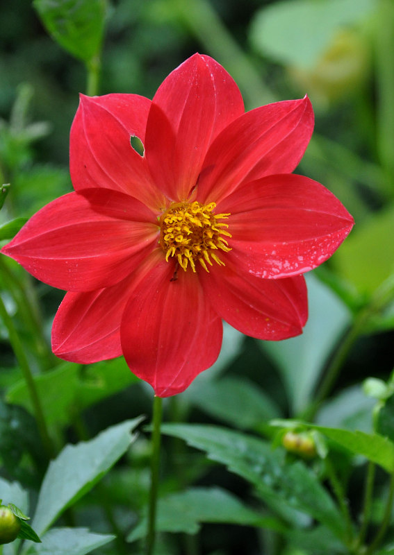 Image of Dahlia pinnata specimen.