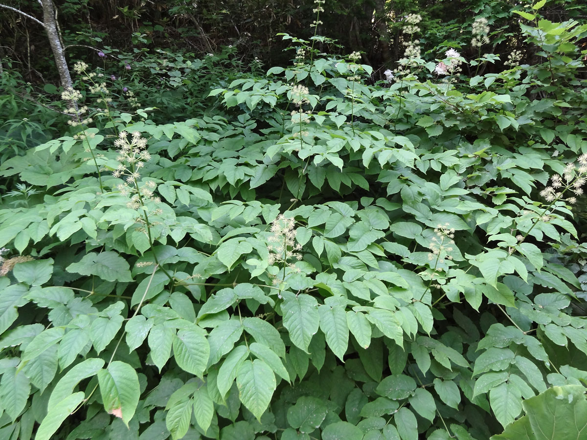 Image of Aralia cordata specimen.