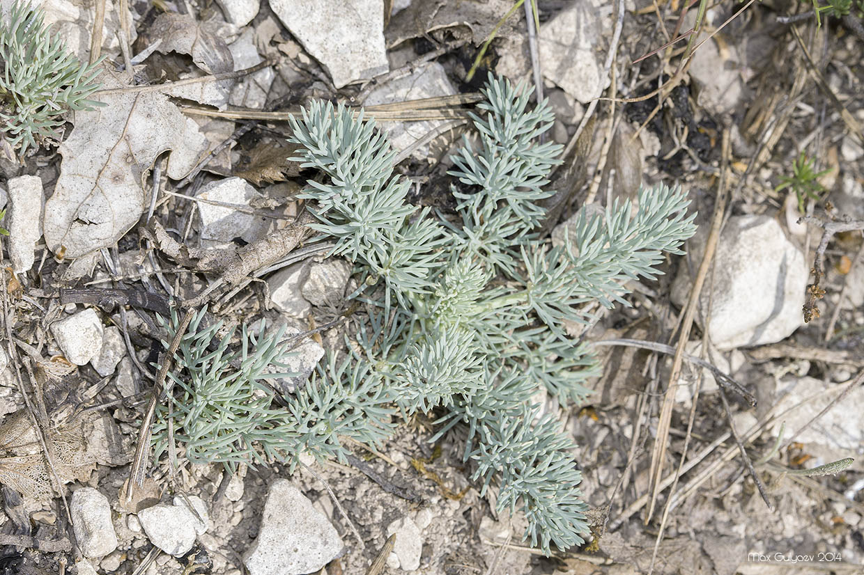 Image of Seseli dichotomum specimen.