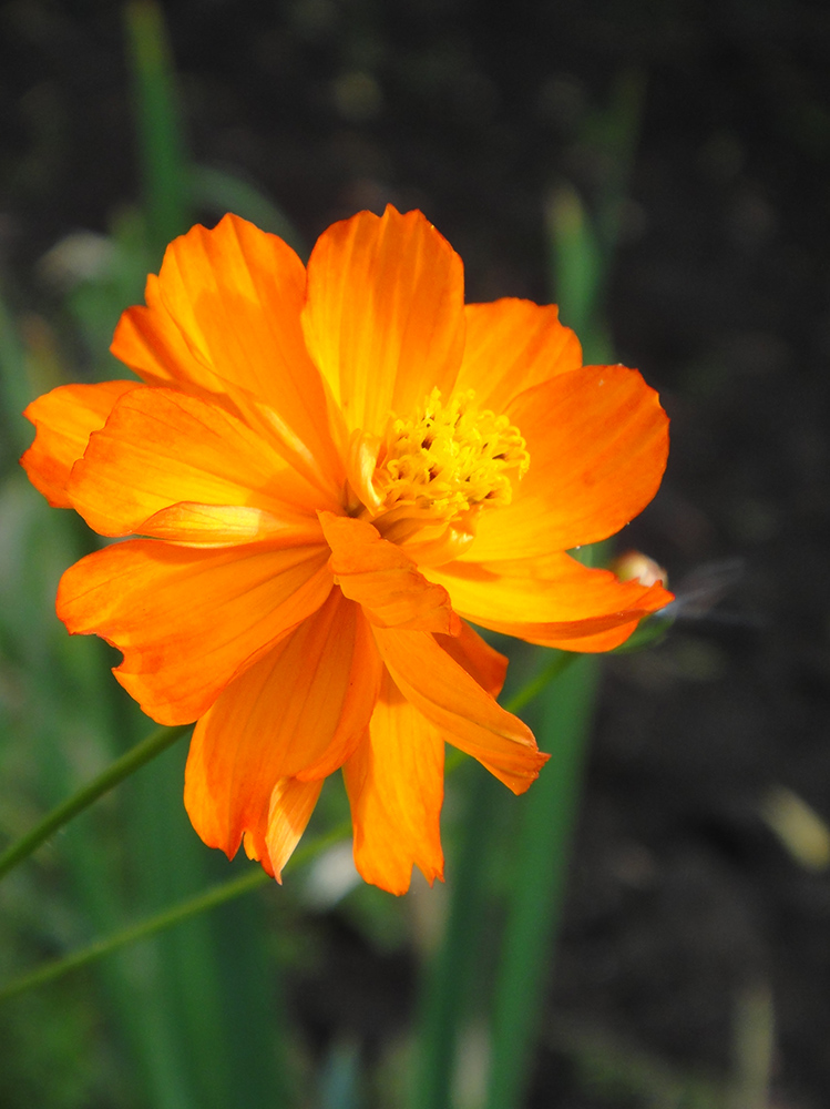 Изображение особи Cosmos sulphureus.