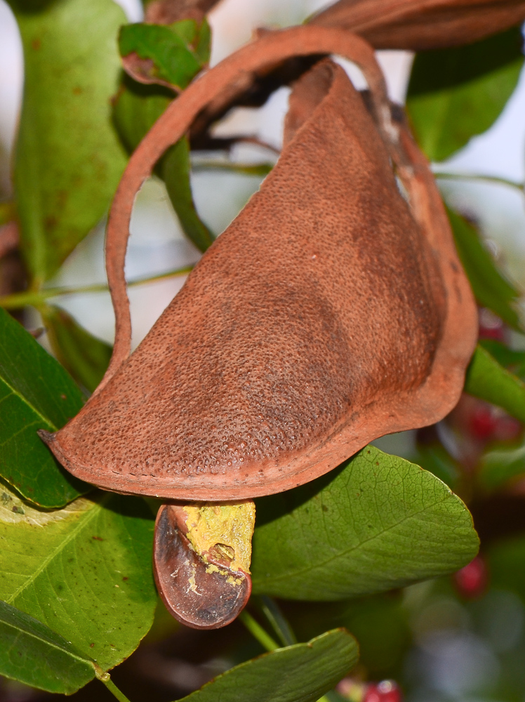 Image of Schotia brachypetala specimen.
