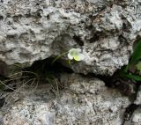 Pinguicula alpina