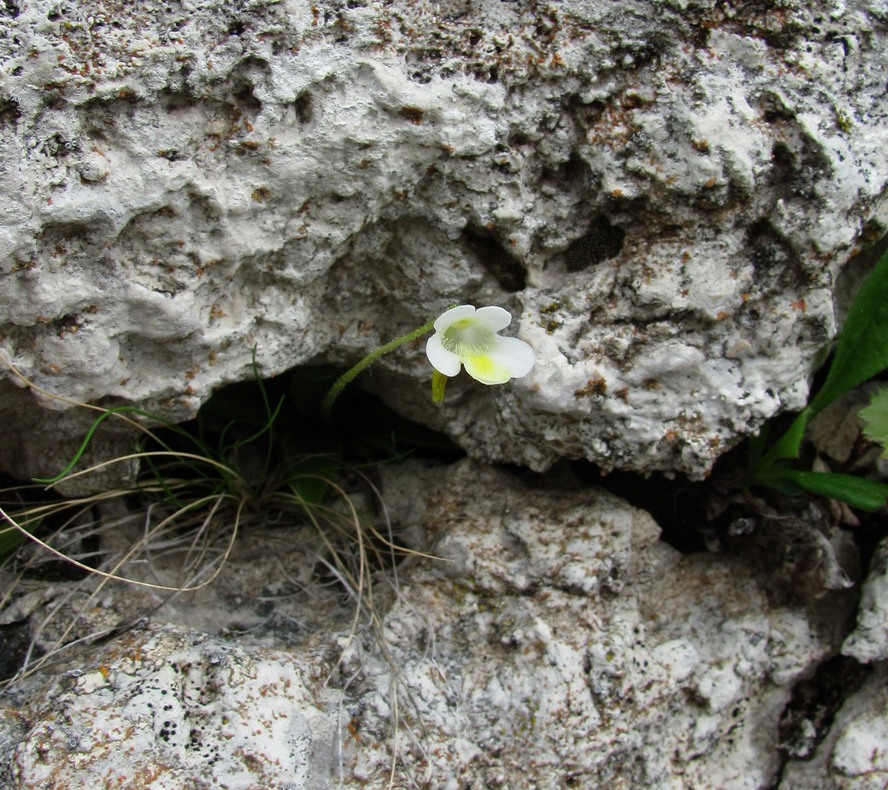 Изображение особи Pinguicula alpina.