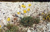 genus Papaver