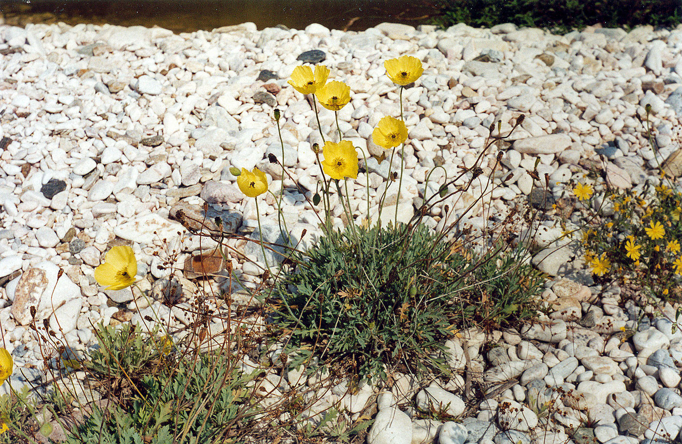 Image of genus Papaver specimen.