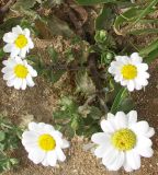 Anthemis leucanthemifolia. Цветущее растение. Израиль, Тель-Авив, морское побережье. 25.03.2008.