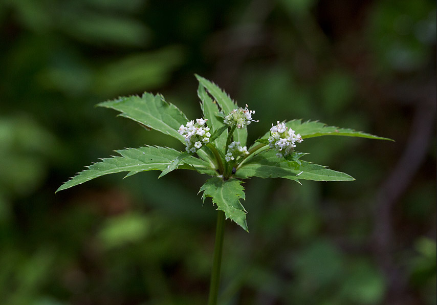 Изображение особи Sanicula uralensis.