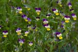 Viola tricolor