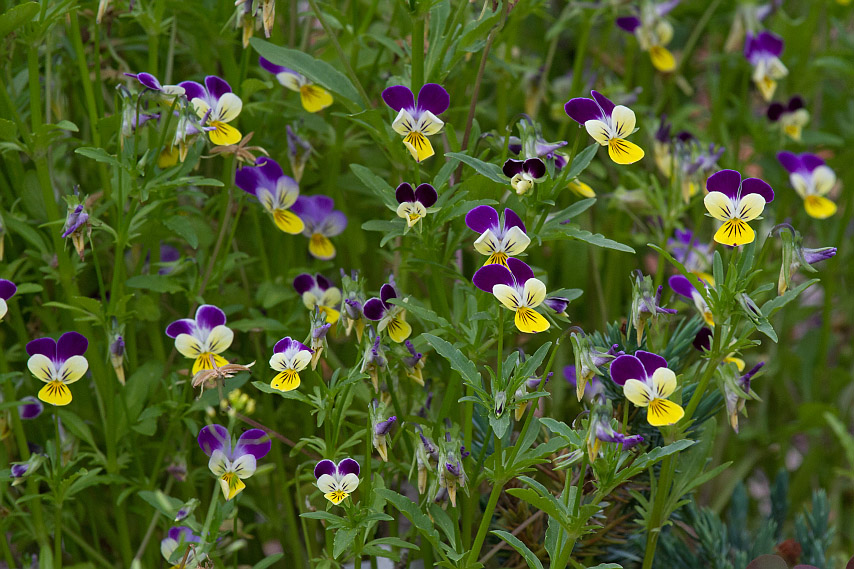 Image of Viola tricolor specimen.