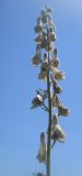 Aconitum leucostomum