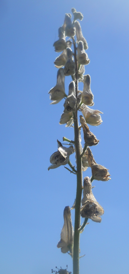 Изображение особи Aconitum leucostomum.