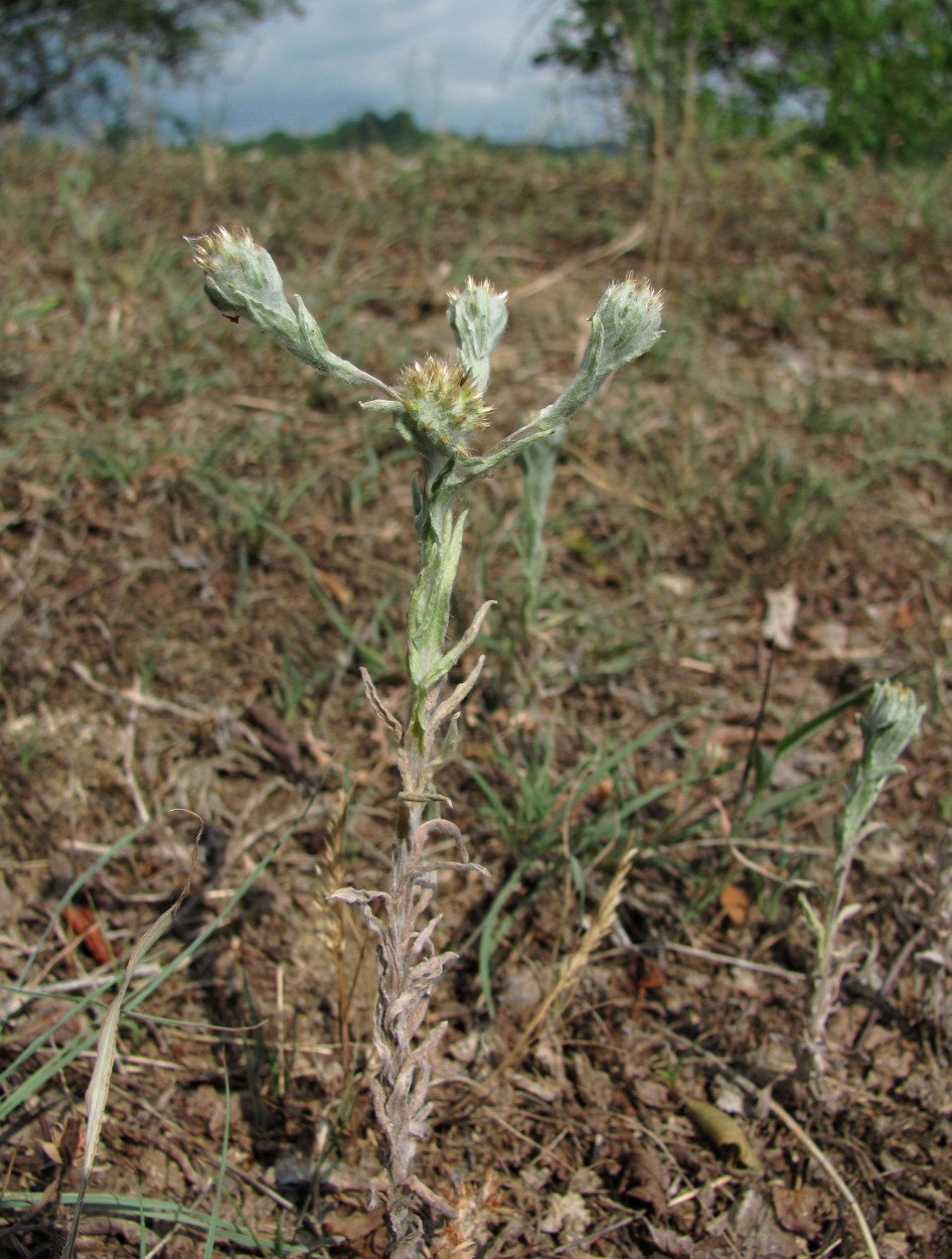 Image of Filago germanica specimen.