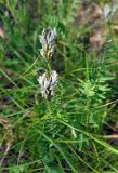 Astragalus inopinatus