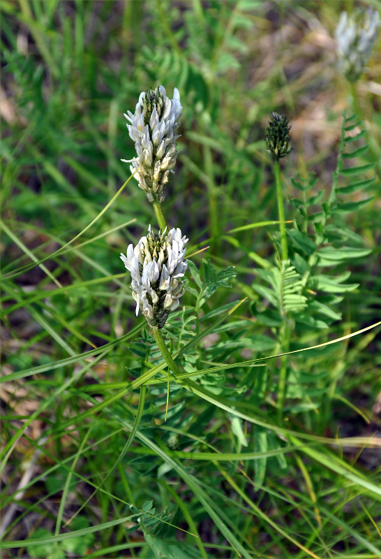 Изображение особи Astragalus inopinatus.