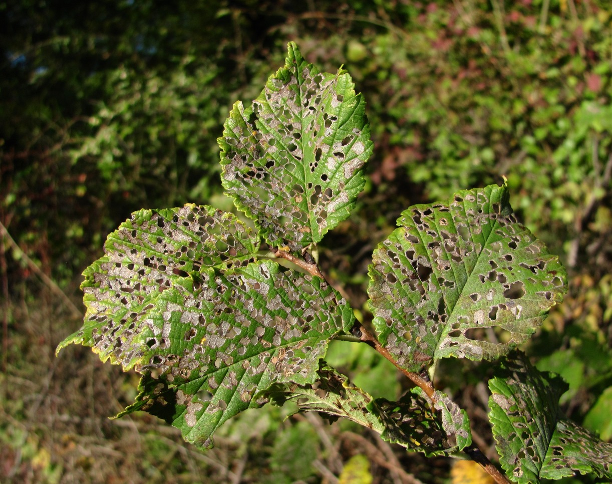 Изображение особи Ulmus minor.