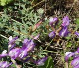 Astragalus stenoceras