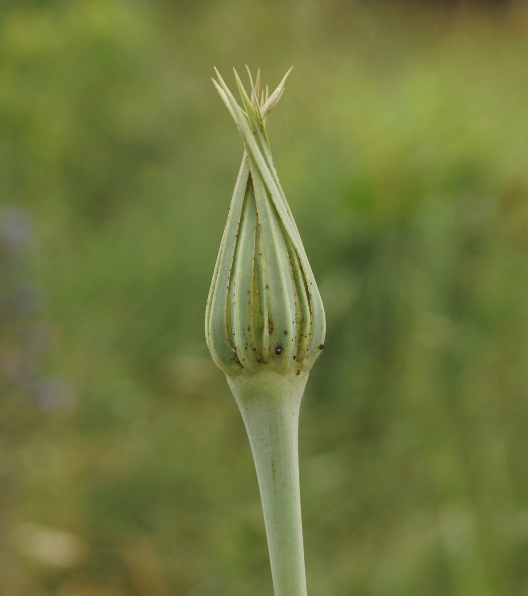 Изображение особи Tragopogon capitatus.