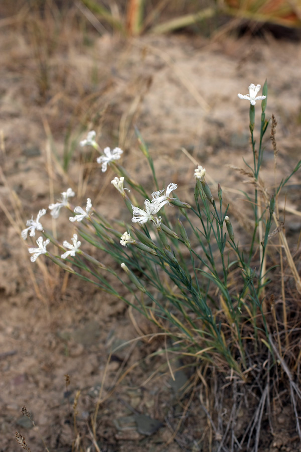 Image of Dianthus tetralepis specimen.