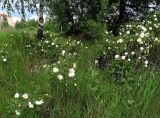 Rosa spinosissima. Цветущие растения. Московская обл., Электрогорск, залежь на месте садовых участков. 06.06.2015.