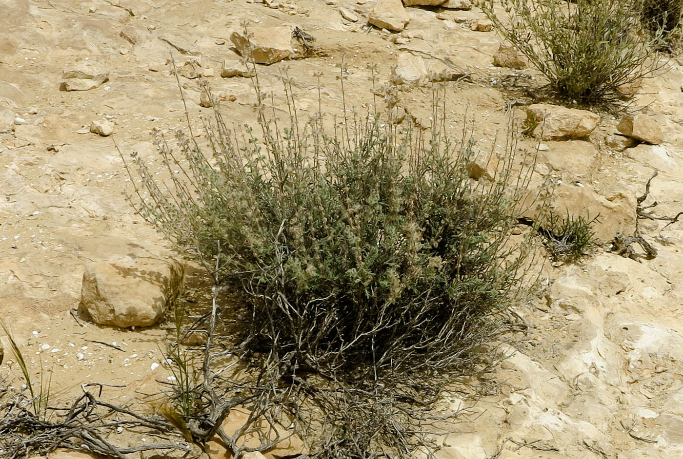 Image of Salvia lanigera specimen.