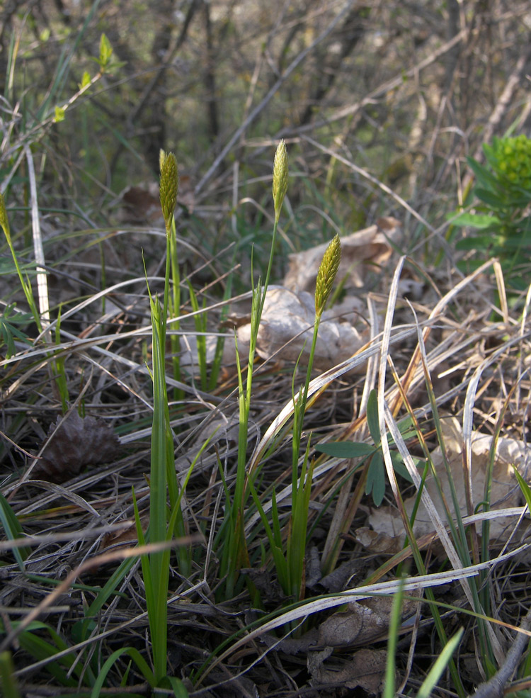 Image of Carex michelii specimen.