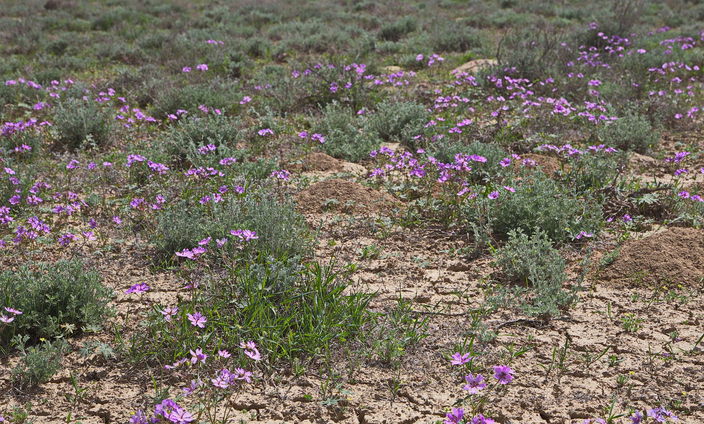 Image of Geranium transversale specimen.