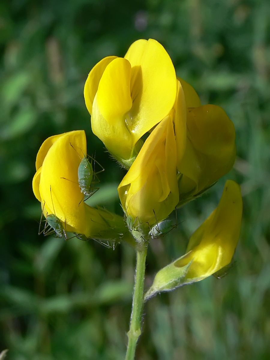 Изображение особи Lathyrus pratensis.