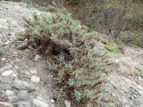 Astragalus arnacantha