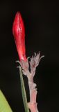 Image of taxon representative. Author is Татьяна Мальчинская