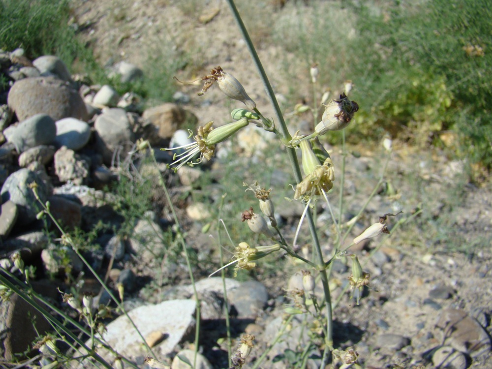 Image of Silene gavrilovii specimen.