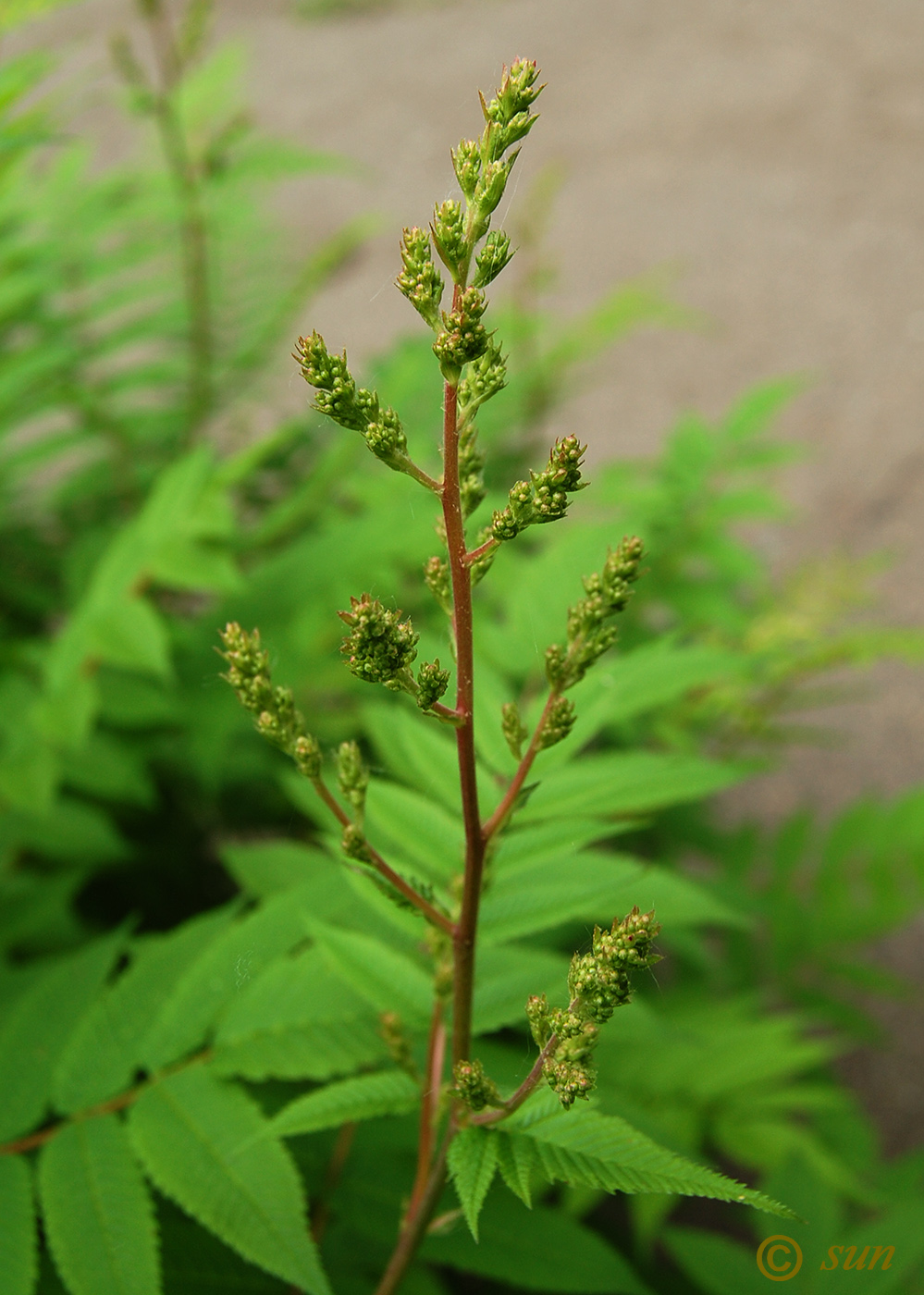 Image of Sorbaria sorbifolia specimen.