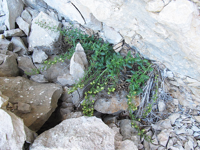 Image of Scrophularia rupestris specimen.