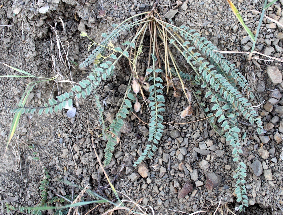 Image of genus Astragalus specimen.