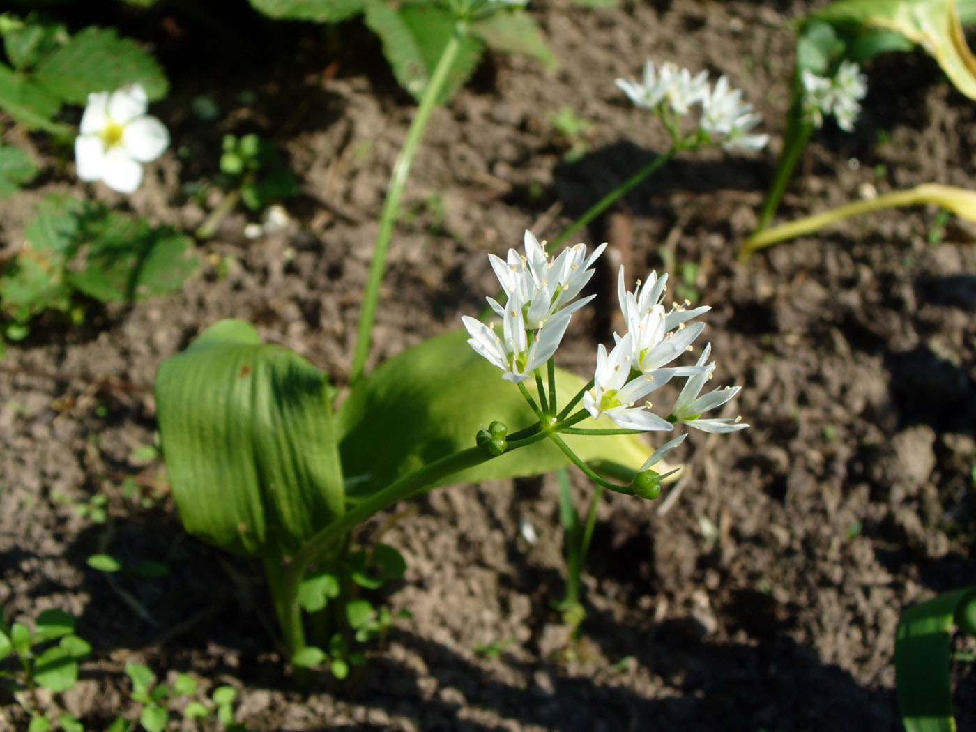 Изображение особи Allium ursinum.