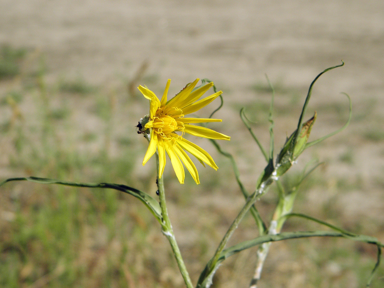 Image of Tragopogon ucrainicus specimen.