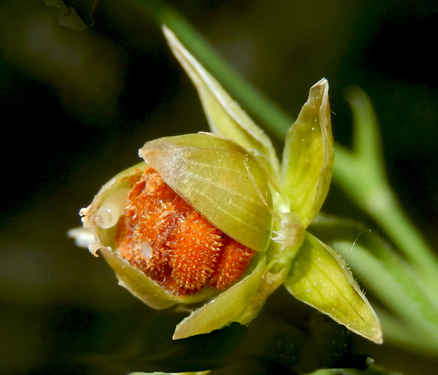 Image of Stellaria holostea specimen.