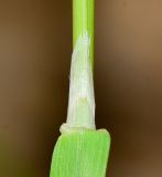 Polypogon monspeliensis