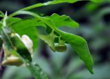 Rhododendron luteum. Лист с галлами (?). Северная Осетия, Ирафский р-н, хребет Танадор, гора Кубус, смешанный лес (выс. около 1800 м н.у.м.). 05.07.2016.