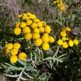 Tanacetum vulgare