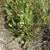 Halerpestes salsuginosa