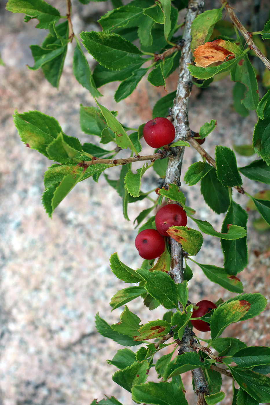 Image of Cerasus tianshanica specimen.