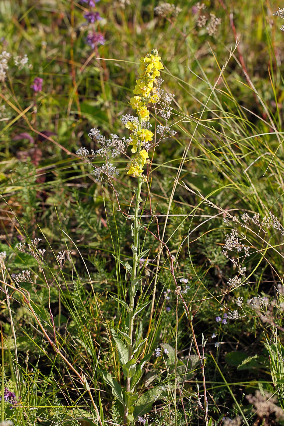 Изображение особи Verbascum lychnitis.